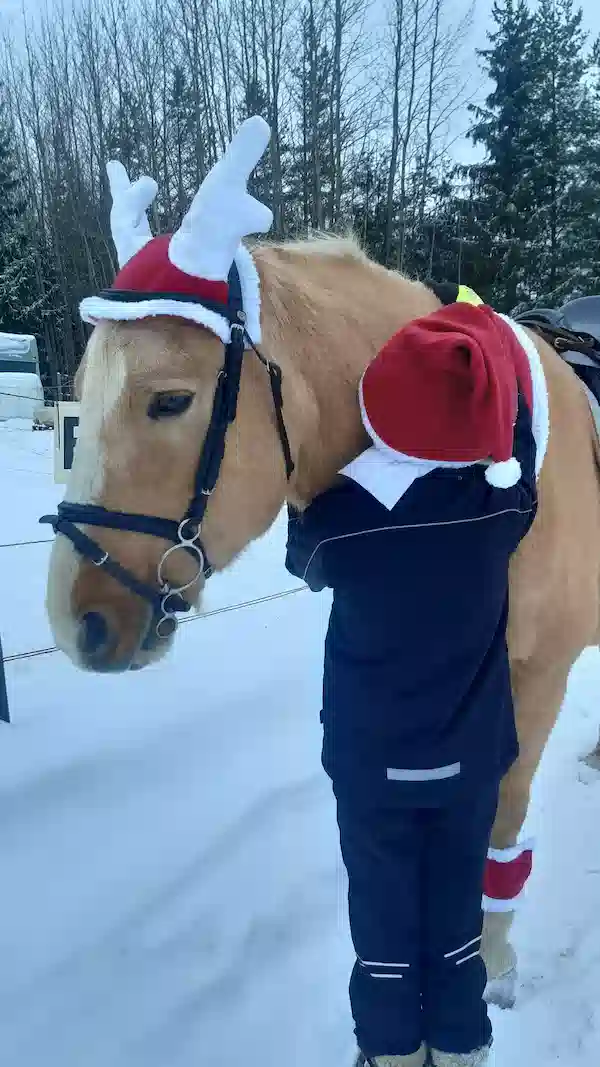 Hevonen joulupuvussa